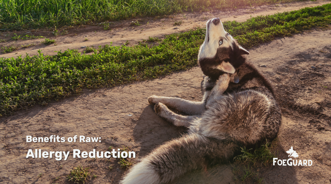 Can Raw Pet Food Help Reduce Allergies in Pets?
