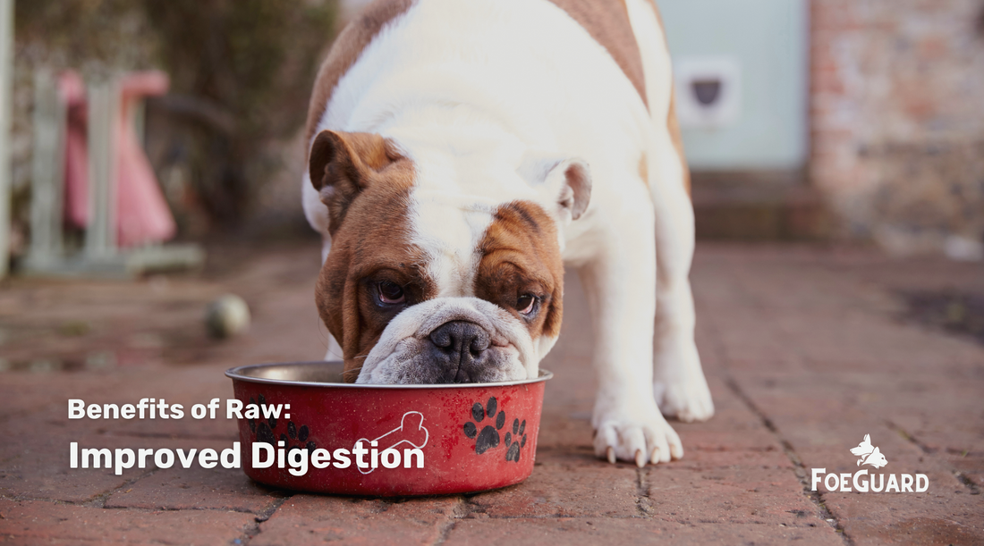 Can Raw Food Improve Your Pet’s Digestion?