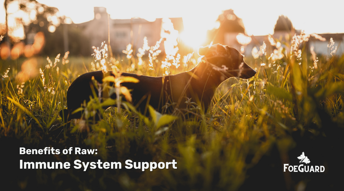 Can Raw Pet Food Boost Your Pet’s Immune System?