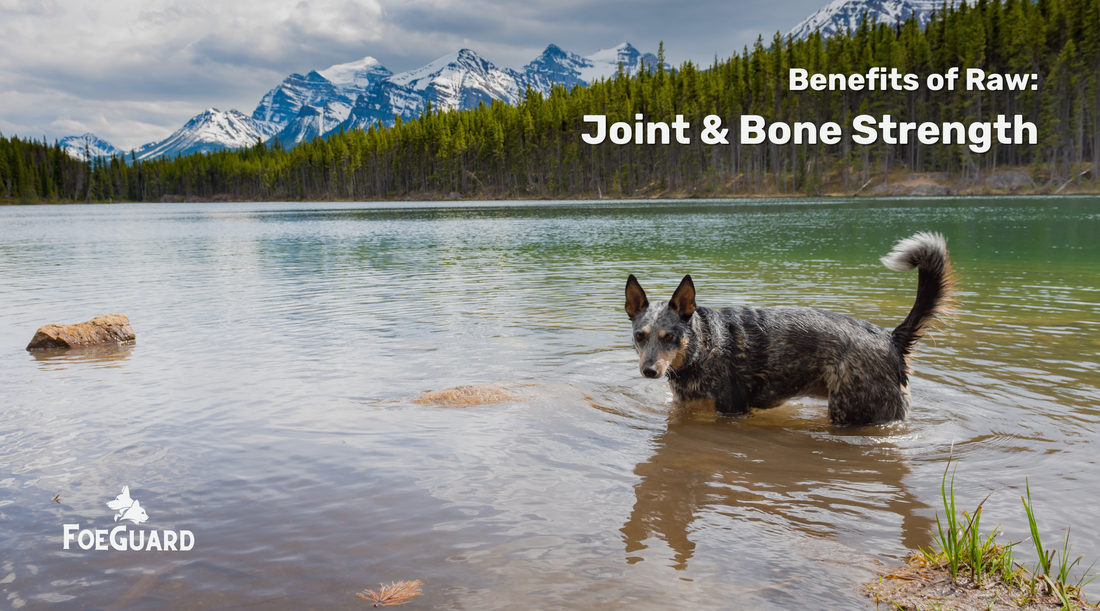 Can Raw Food Support Your Pet’s Joint and Bone Health?