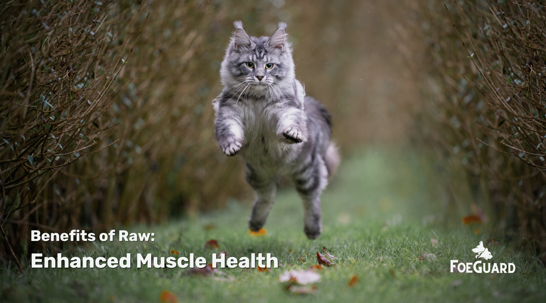 Can Raw Food Help Build Muscle in Pets?