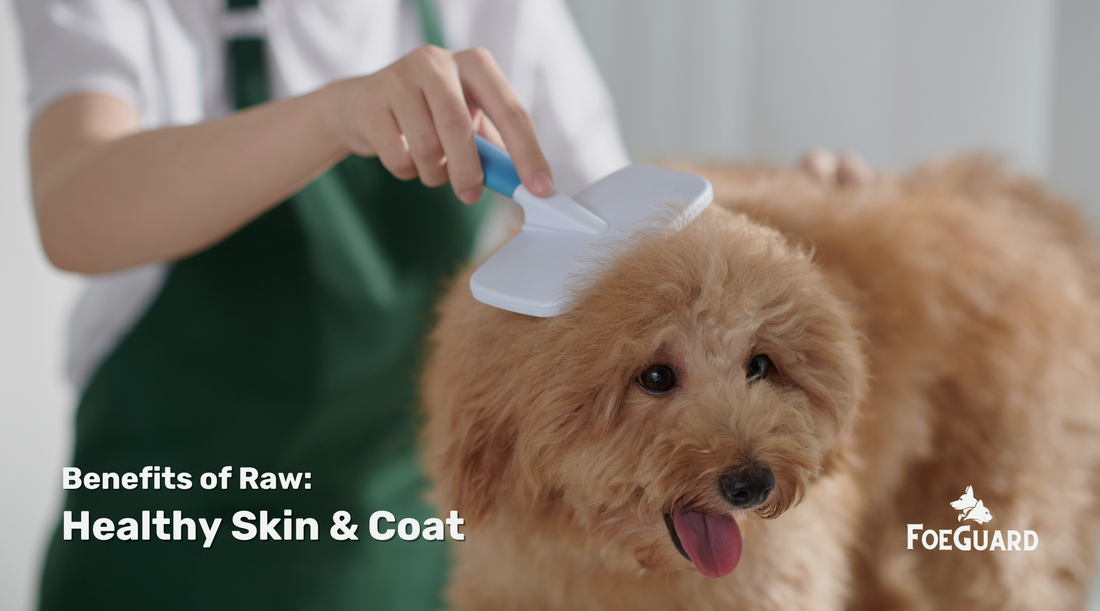 Can Raw Pet Food Improve My Pet’s Skin and Coat?