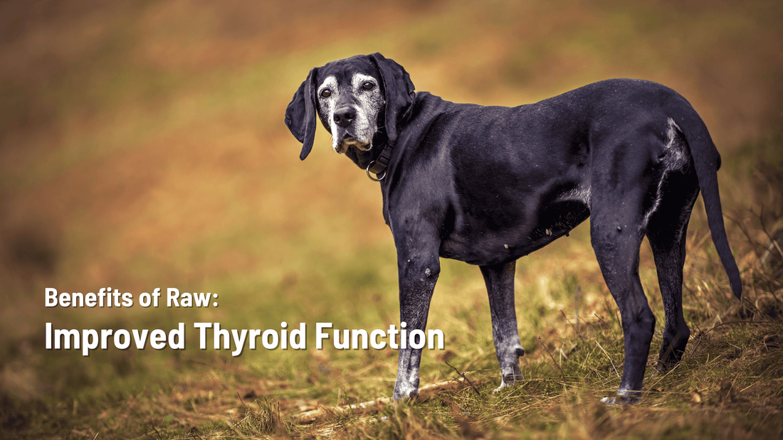 Benefits of Raw: Improved Thyroid Function