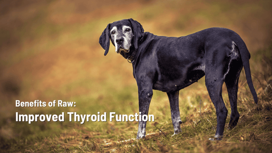 Benefits of Raw: Improved Thyroid Function