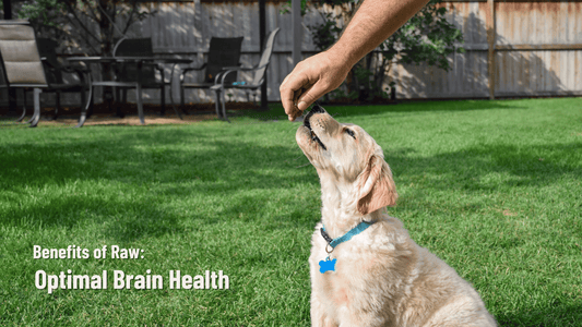 Benefits of Raw: Optimal Brain Health