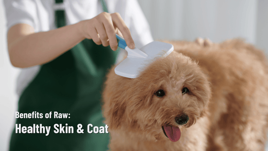 Benefits of Raw: Healthy Skin & Coat