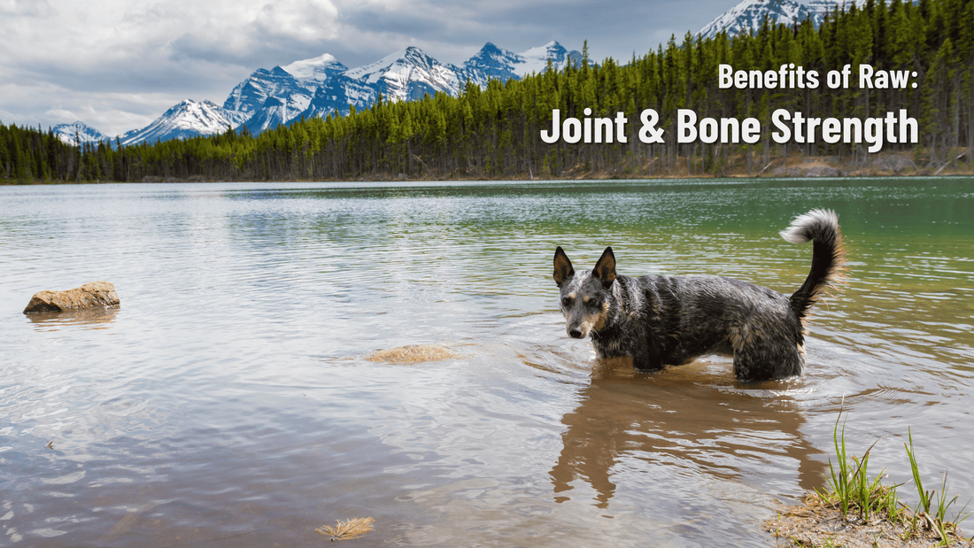 Benefits of Raw: Joint and Bone Strength