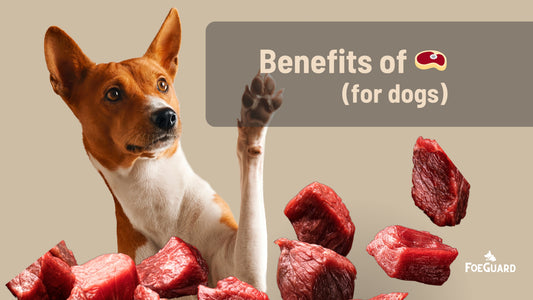 7 Reasons Why You Should Feed Raw Beef to Dogs