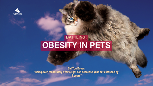 A Growing Epidemic, Obesity in Pets!