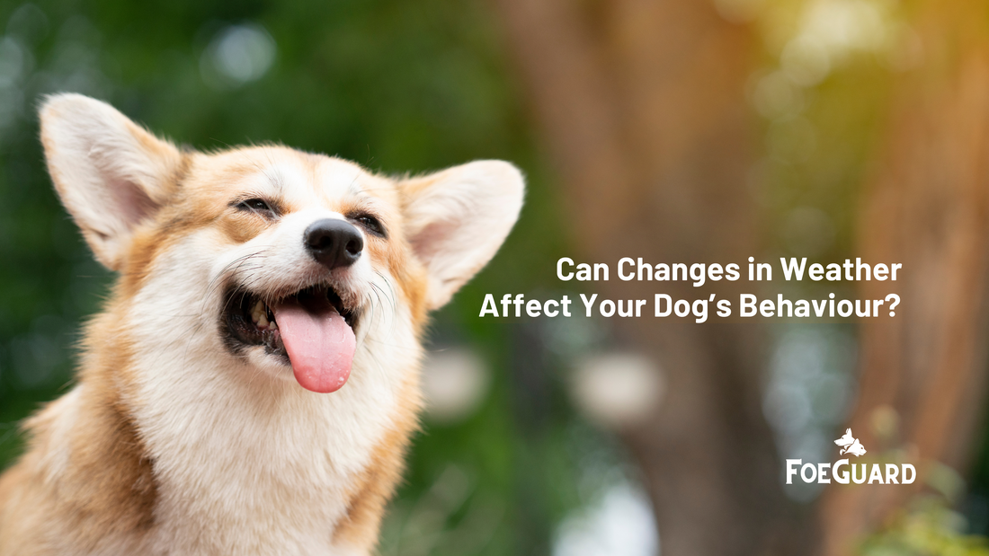 Can weather affect your dogs appetite or behaviour?