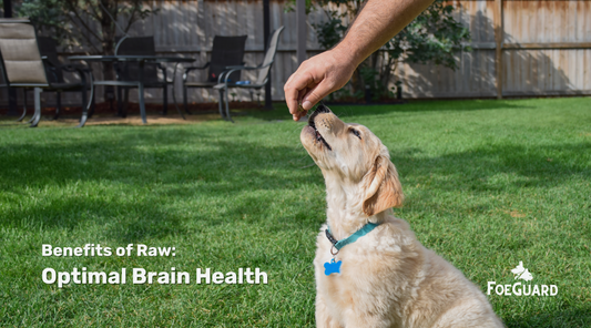 Can Raw Pet Food Support Optimal Brain & Cognitive Health?