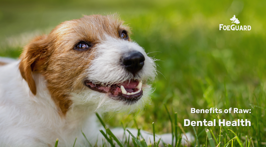Can Raw Pet Food Help with Teeth & Dental Health?