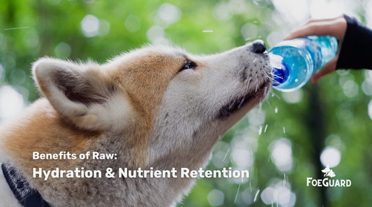 Can Raw Pet Food Improve Hydration and Nutrient Absorption?