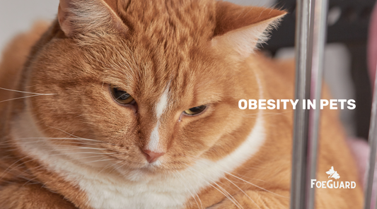 A Growing Epidemic, Obesity in Pets!