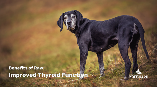 Does Raw Pet Food Support Healthy Thyroid Function?