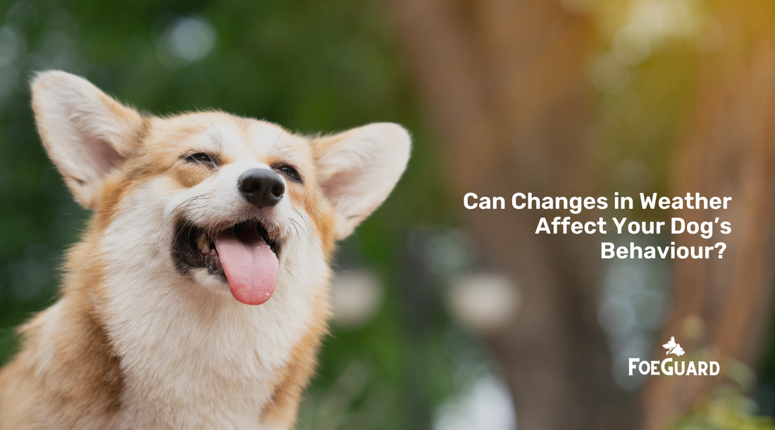 Can Weather Effect your Dogs Appetite or Behaviour?